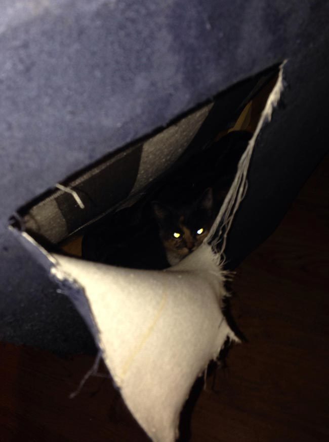 Bought a couch from Craigslist, heard noises coming from it after bringing it home. Cut it open and found a cat