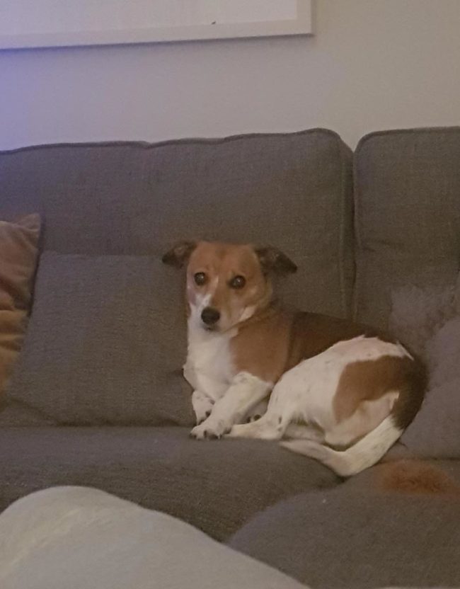 I farted and my dog moved to the far side of the sofa, she's been looking at me like this since