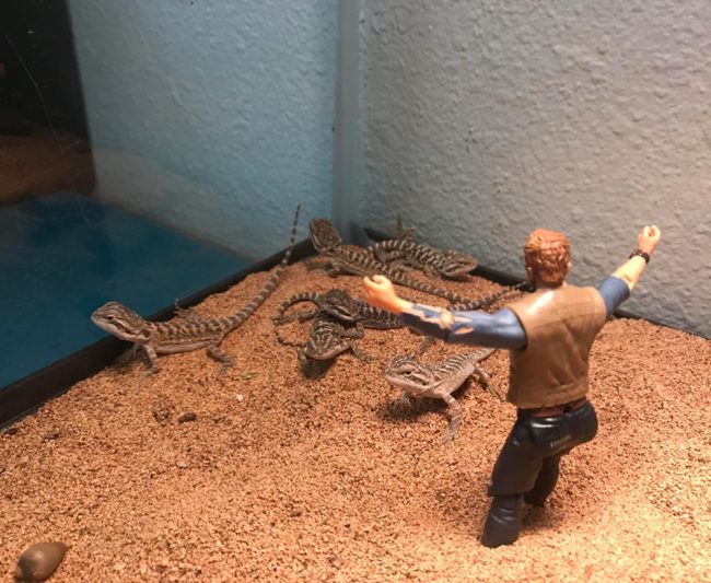 I hired a trainer for my newly-hatched bearded dragons