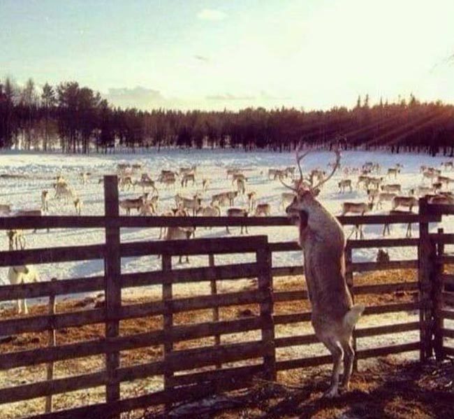 Photographic evidence that Rudolph wasn't allowed to play reindeer games...