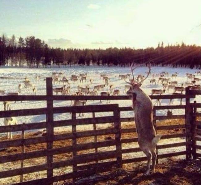 Photographic evidence that Rudolph wasn't allowed to play reindeer games...