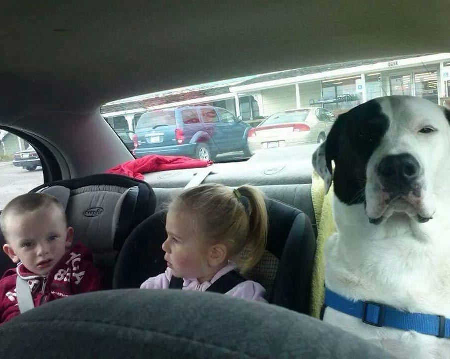 My dog is not amused that he has to ride in the back with the children