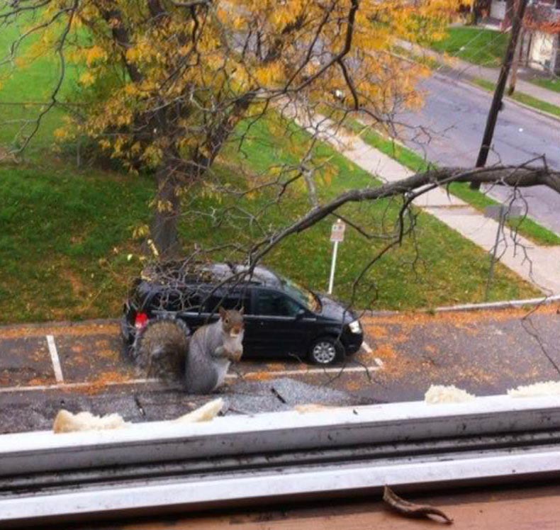 Another day, another 5ft squirrel trying to break into my car