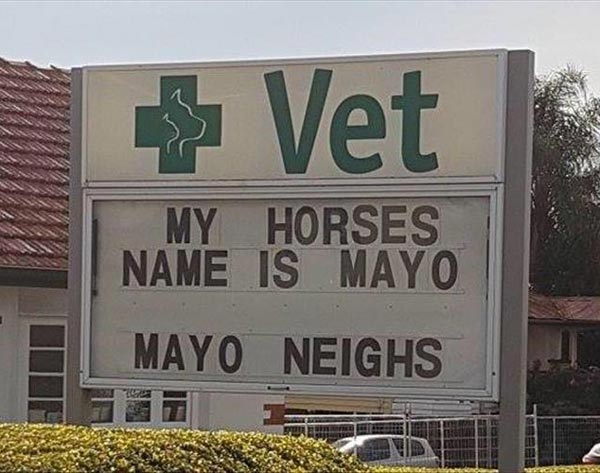 A horse named Mayo