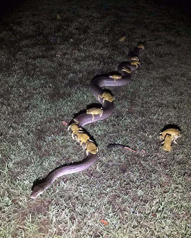 All aboard the snake train!