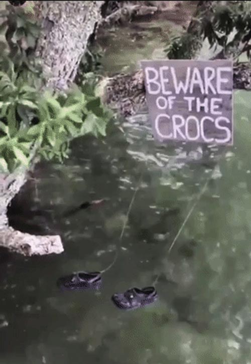 Beware of the Crocs
