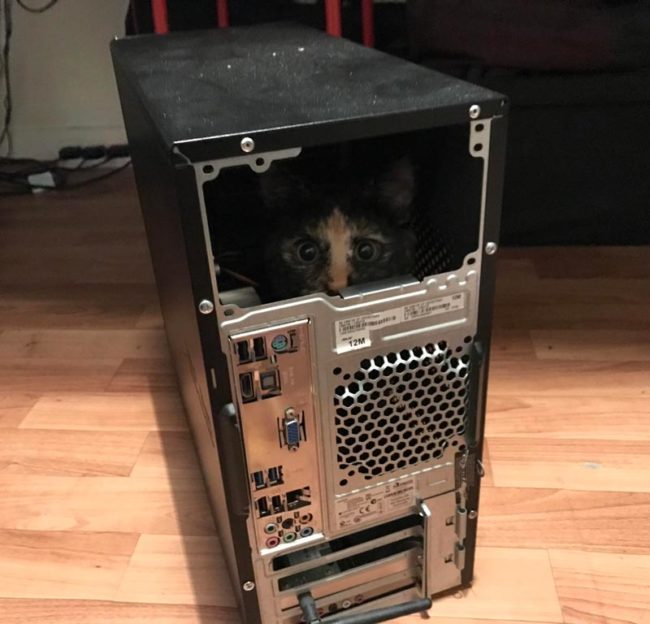 Cat-in-computer-650x624.jpg