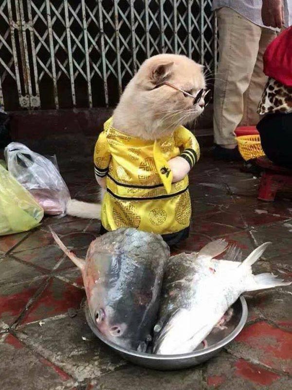Impeccably-dressed kitty carefully surveying wet market in Vietnam