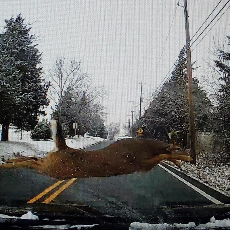 This dude jumped in front of me yesterday. Got this pic off the dashcam. I present super deer!