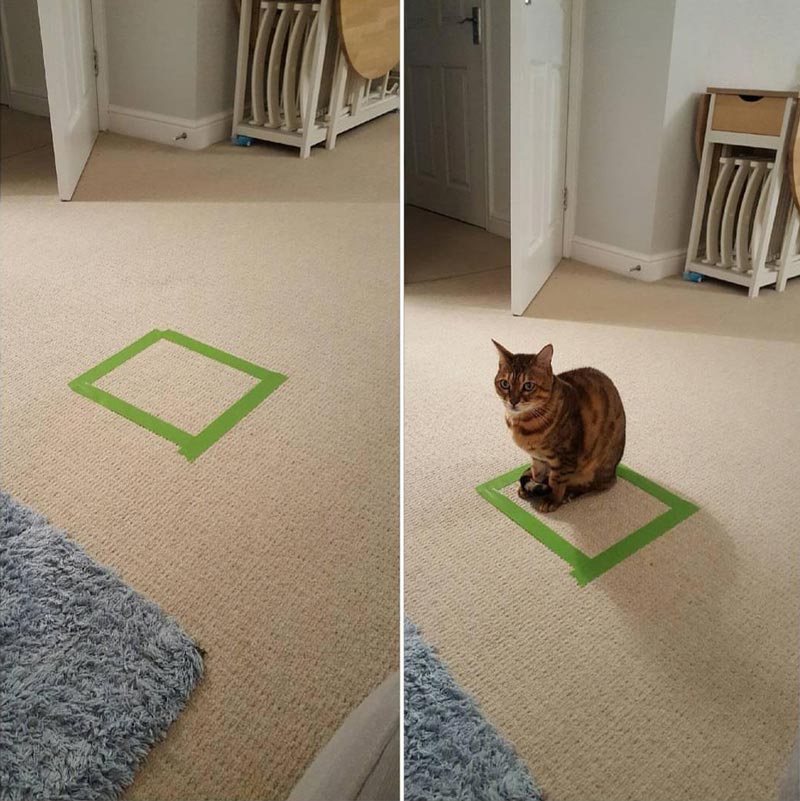 How to catch a cat. Draw a square and wait