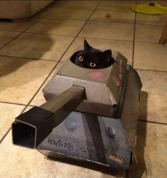 My friend got his cat a tank
