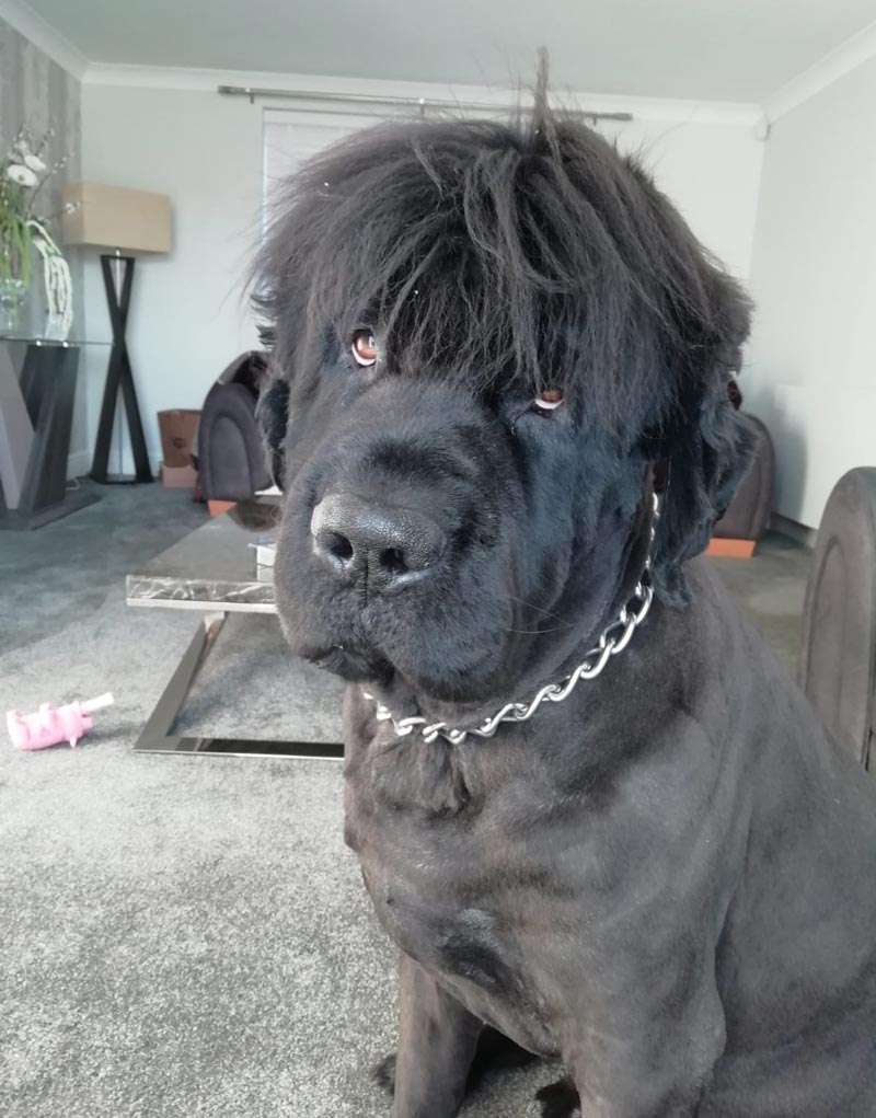 Just shaved my Newfoundland look at his new hair style, what a dude