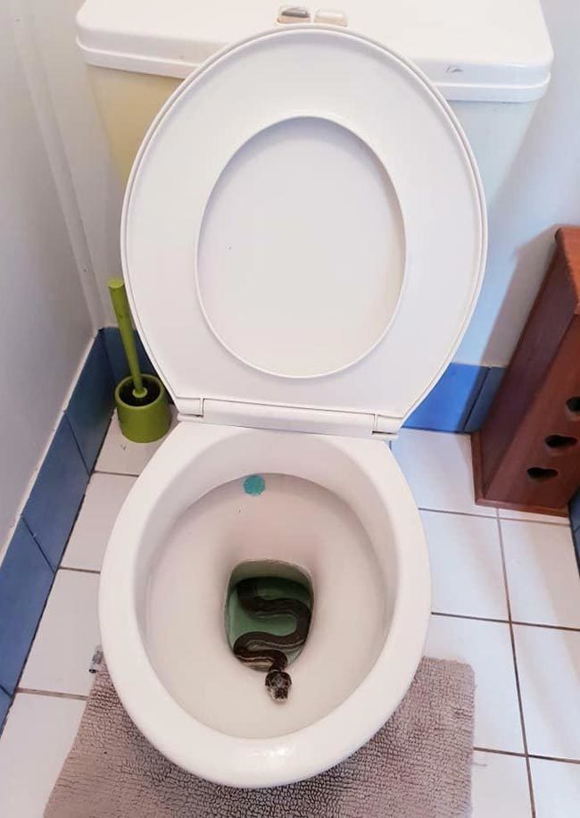 Snake-in-toilet-650x916.jpg