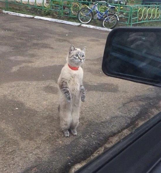 Cat: Excuse me sir, can you give me a ride home? Driver: Where's home? Cat: Your home