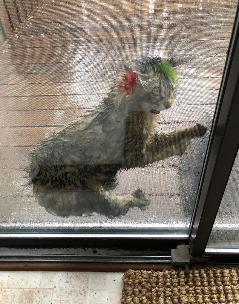 My cat wouldn’t come in before I left for work even after I warned her about the incoming rain. This is what I saw as soon as I walked in the house. I’m pretty sure she learned a valuable lesson