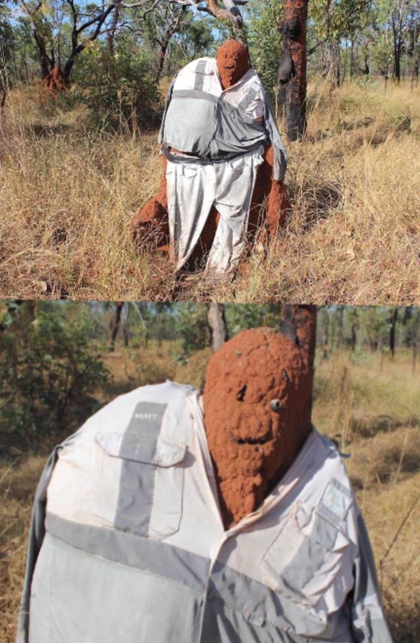 Australians dressing termite mounds