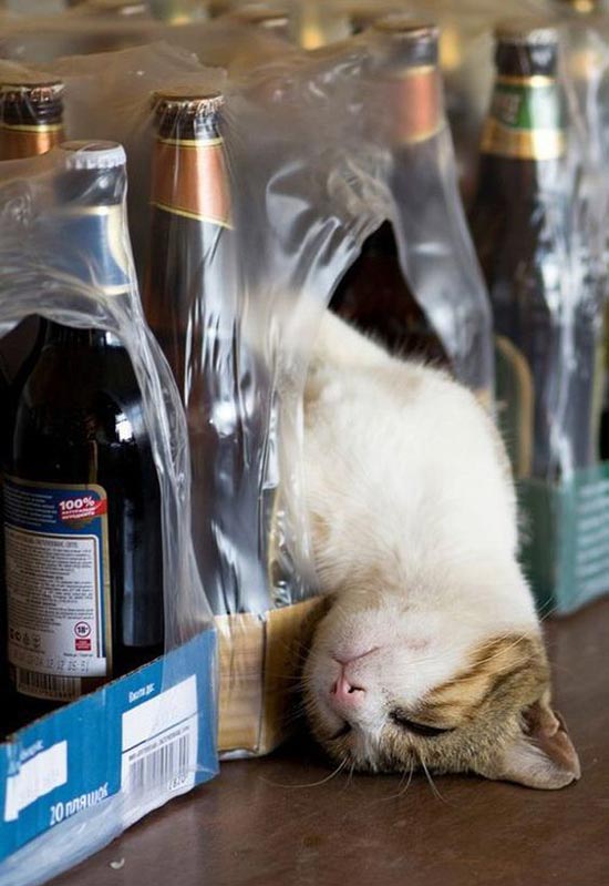 Meoww, a drunken drunk, falling asleep