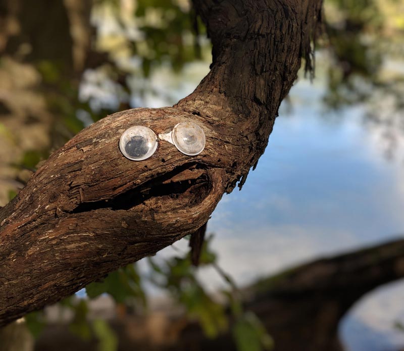Someone put googly eyes on this branch along a river