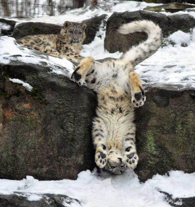 May I introduce the majestic Snow Leopard