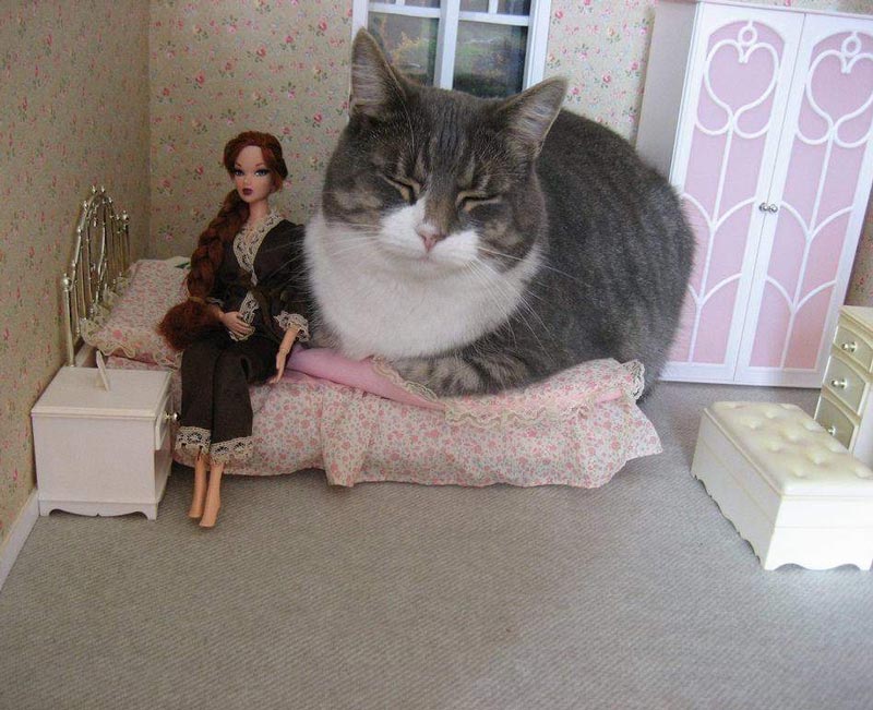 How it feels sharing the bed with my cat