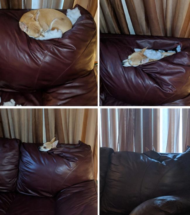 My dog is slowly sinking into the couch abyss...