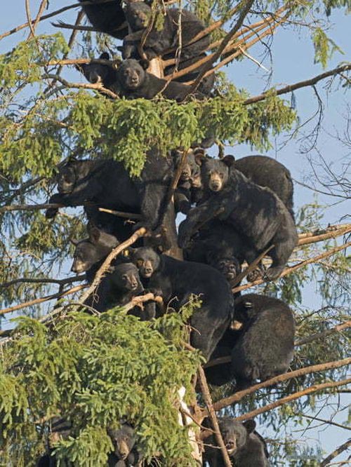 tree-with-bears-in.jpg