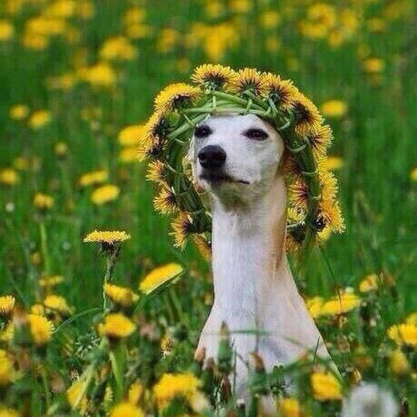 Any girl at a music festival