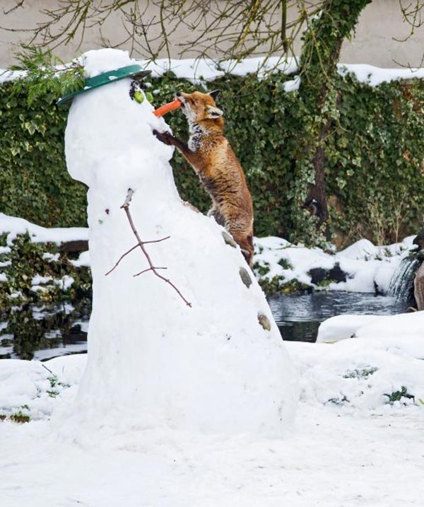 Fox stealing a snowman's nose