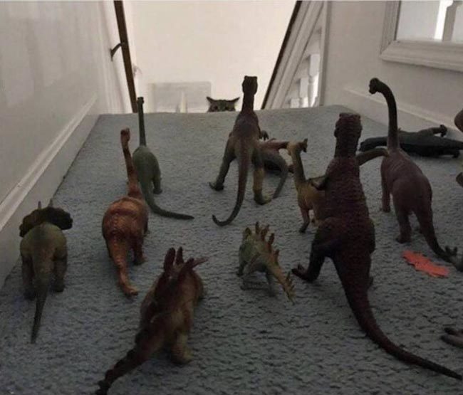 How to keep the cat downstairs