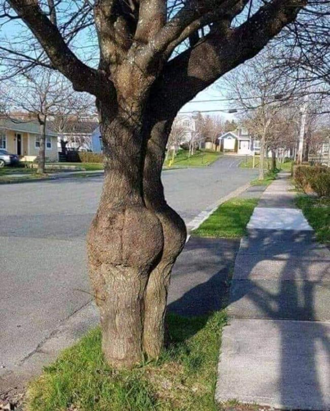 I am Glute. This tree gets a smack every time I walk by