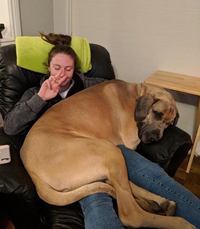 My Great Dane thinks he's a Chihuahua (Girlfriend for scale)