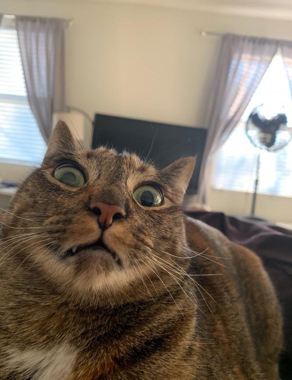 My cats face this morning after watching me have a sneezing fit