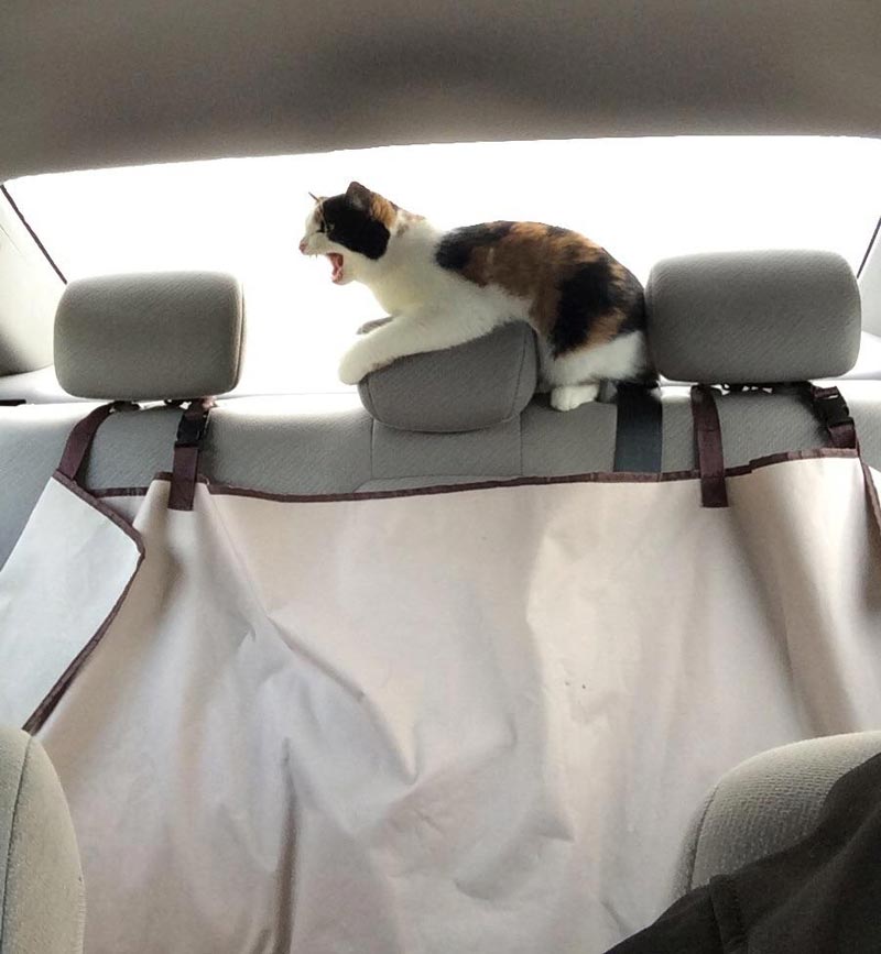 My cat does not approve of my driving