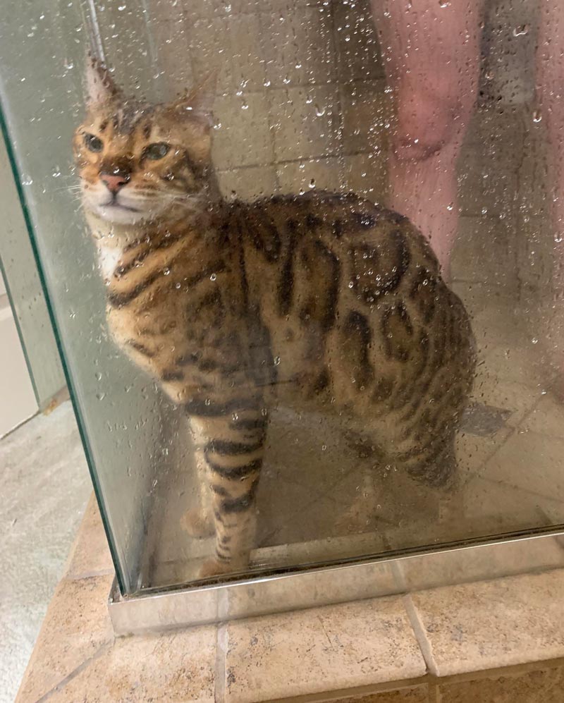 My cat usually showers with me but decided to hop in with my fiancé this morning instead. Some things can’t be unseen