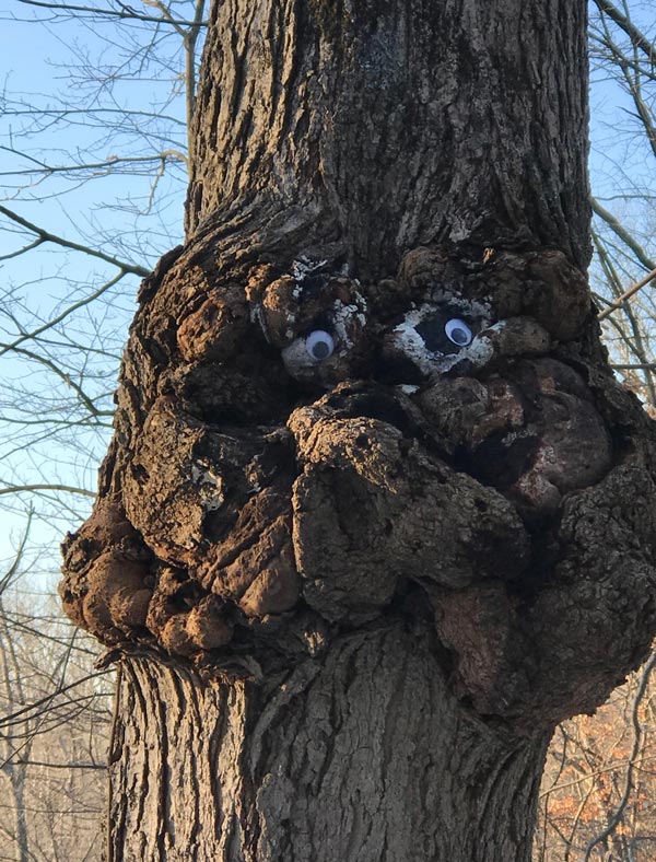 Someone put googly eyes on trees at my local park