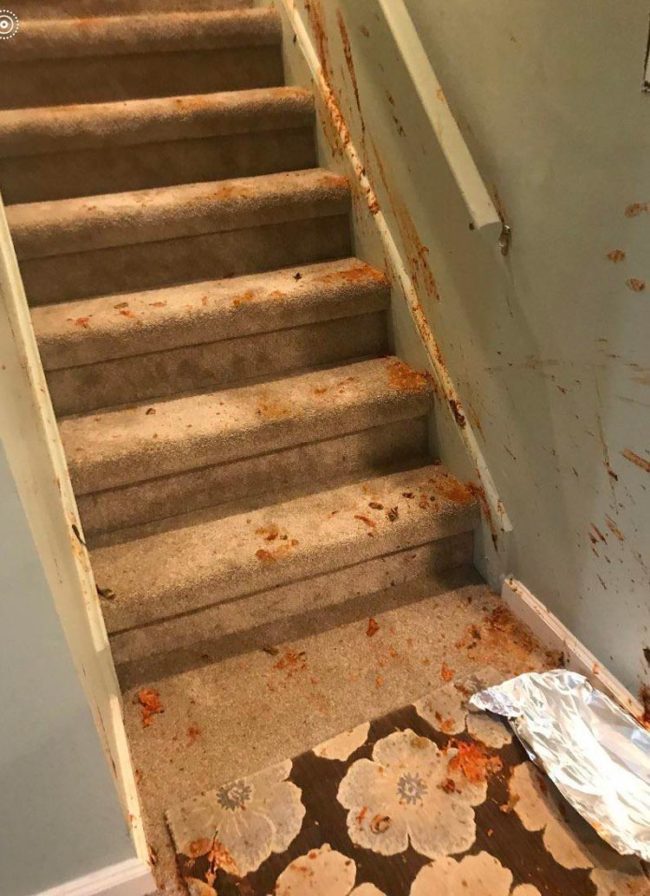 My grandma made lasagna for her neighbors the other day and dropped it down the stairs, the aftermath looked like a crime scene