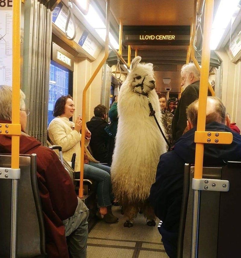 Man took a llama onto the train in Portland