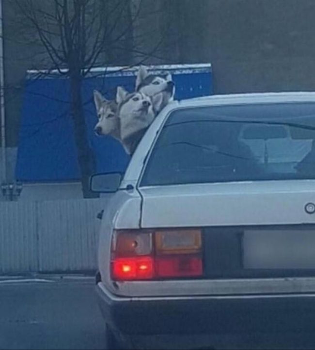 Cerberus has been spotted
