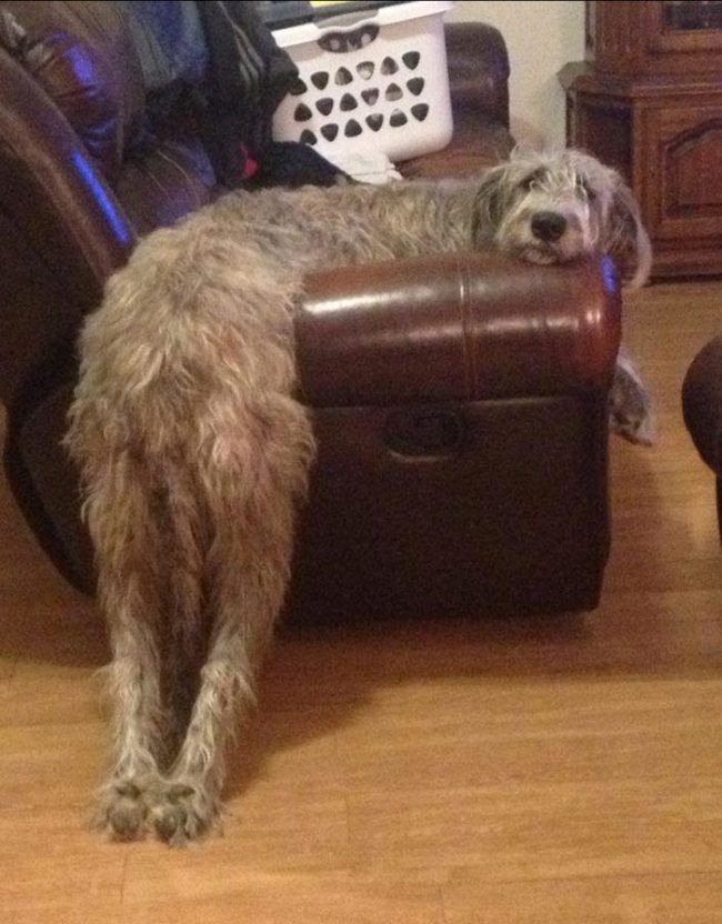 Irish wolfhound went to jump onto the sofa and ended up laying over the armrest