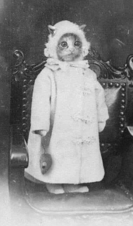 My cat's great great grandmother