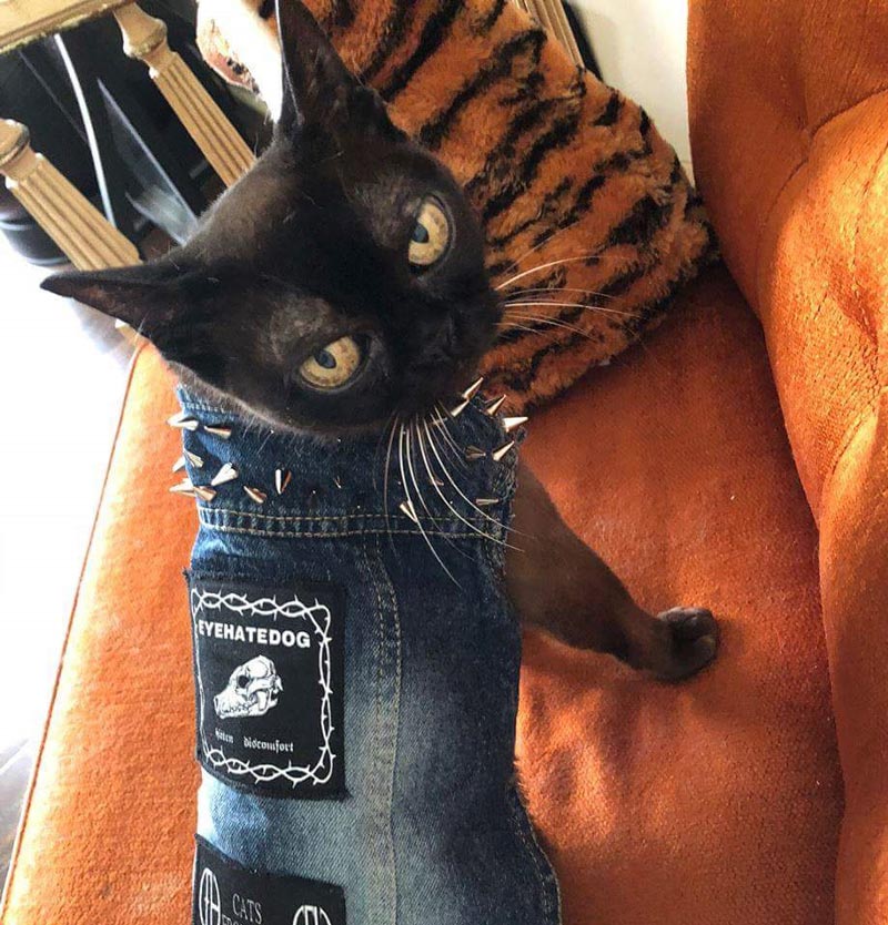 My friend sewed her cat a punk rock denim vest