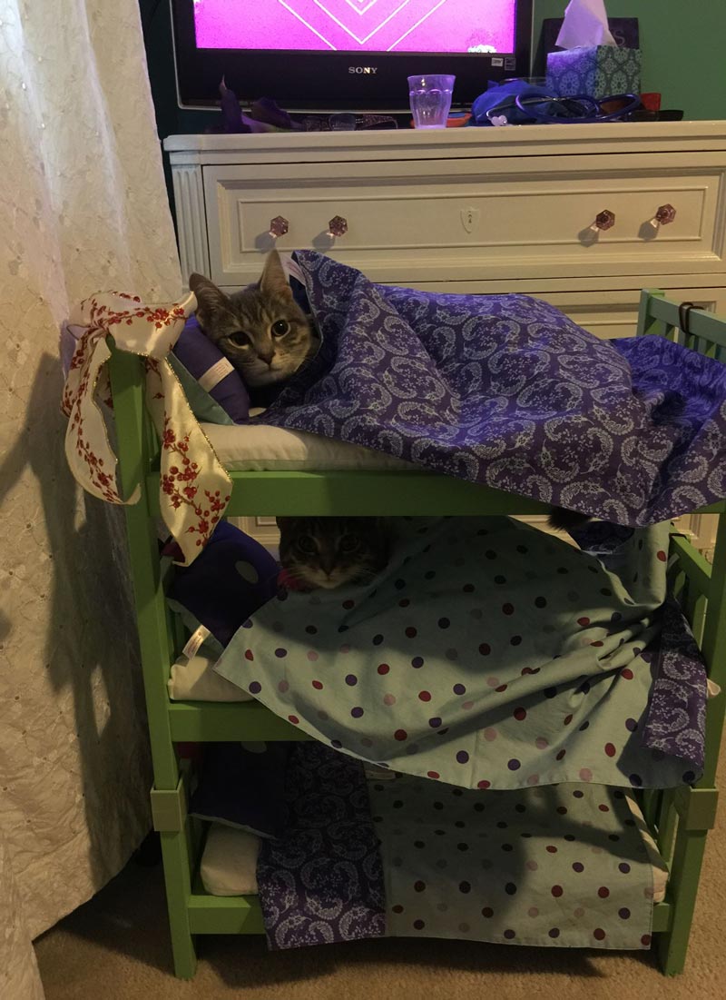My niece decided that her cats should sleep in bunk beds
