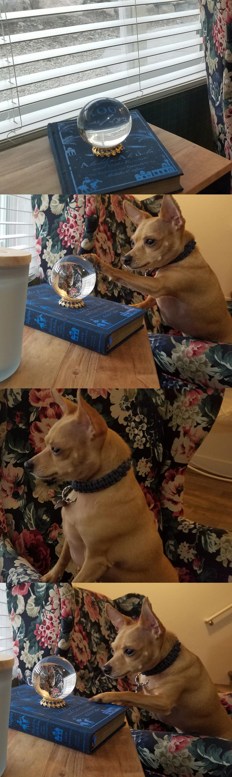 My dog can see up to the sidewalk in the reflection of my crystal ball, so he watches for people and cars but he looks like he's seeing the future