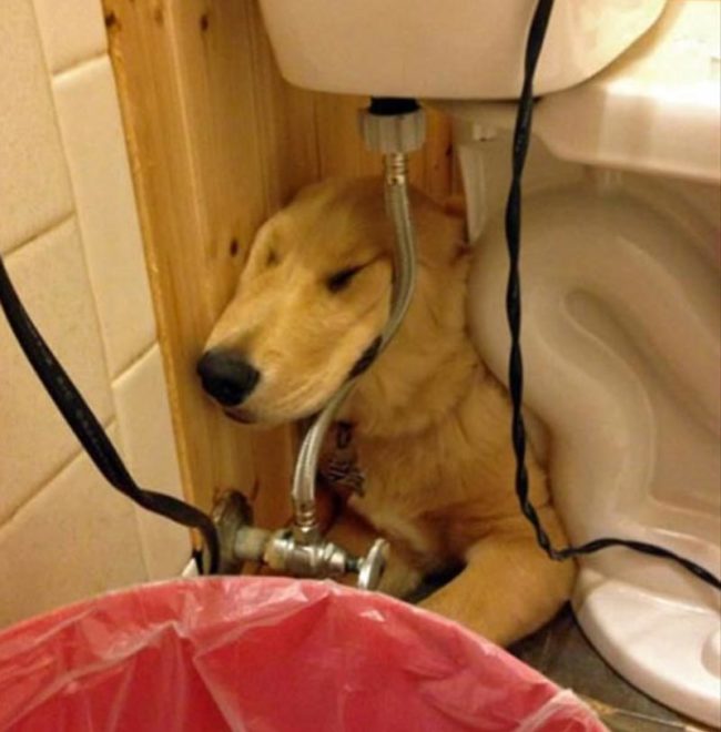 My golden retriever likes to sleep under the toilet