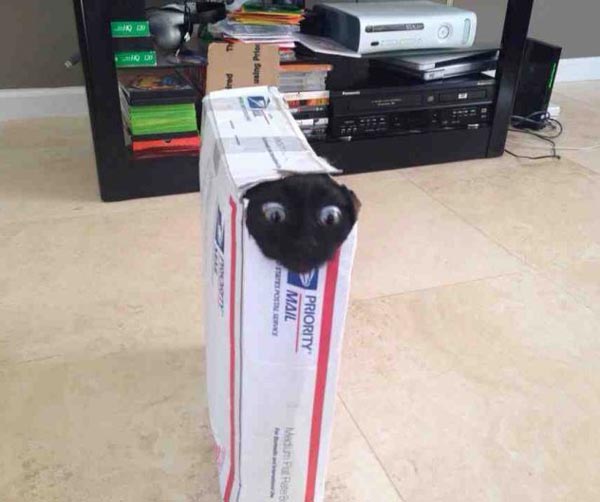 Ordered a package from the darknet..