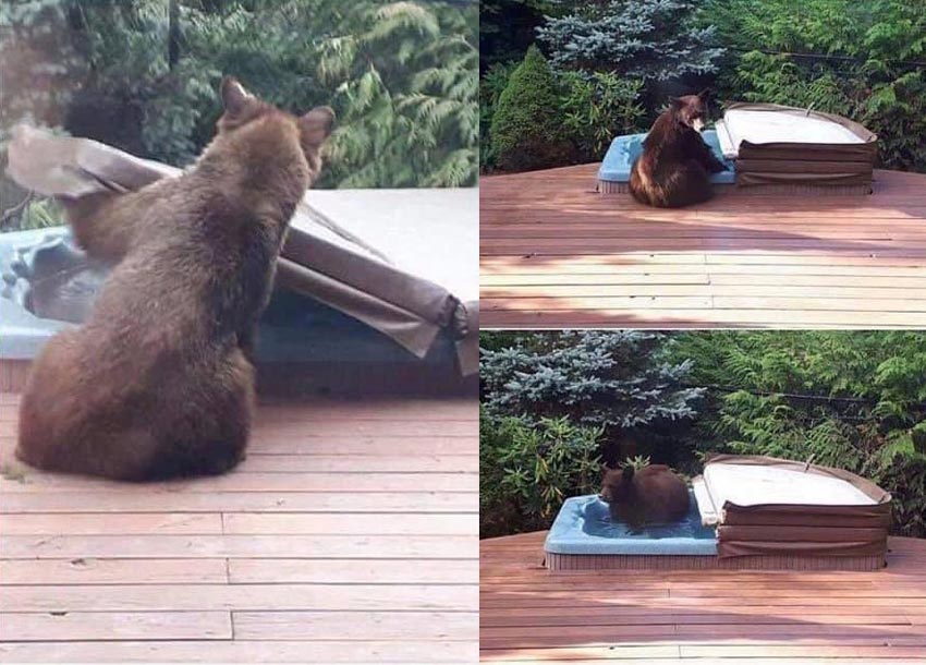Hot Tub Bear