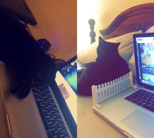 Cat was always laying on my keyboard, so my boyfriend came up with a solution