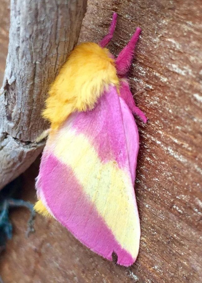 The elusive 80s Mullet Moth
