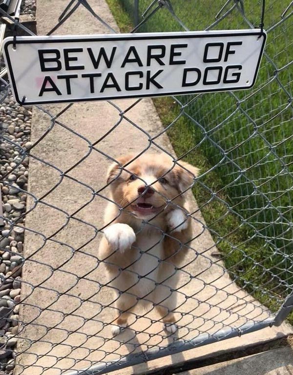 Puppy attack!
