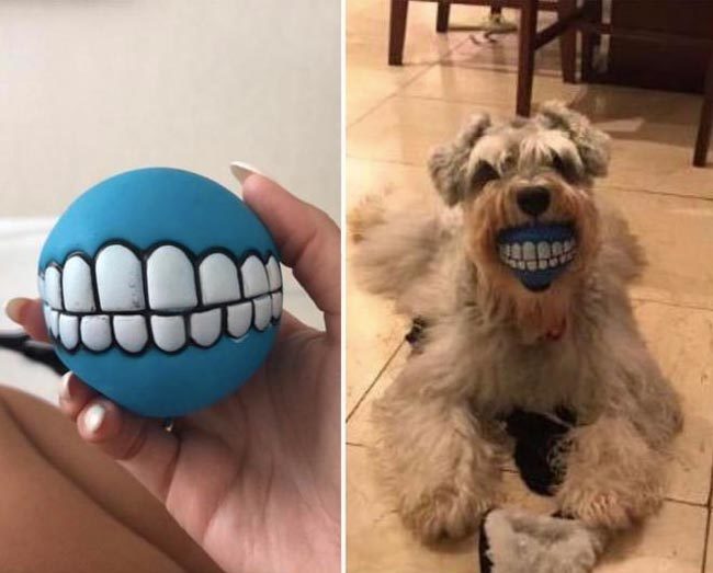 This teeth ball for your dog